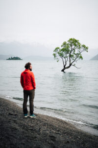 Wanaka Tree Nouvelle Zélande