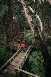 Paihia Bay of Islands Northland