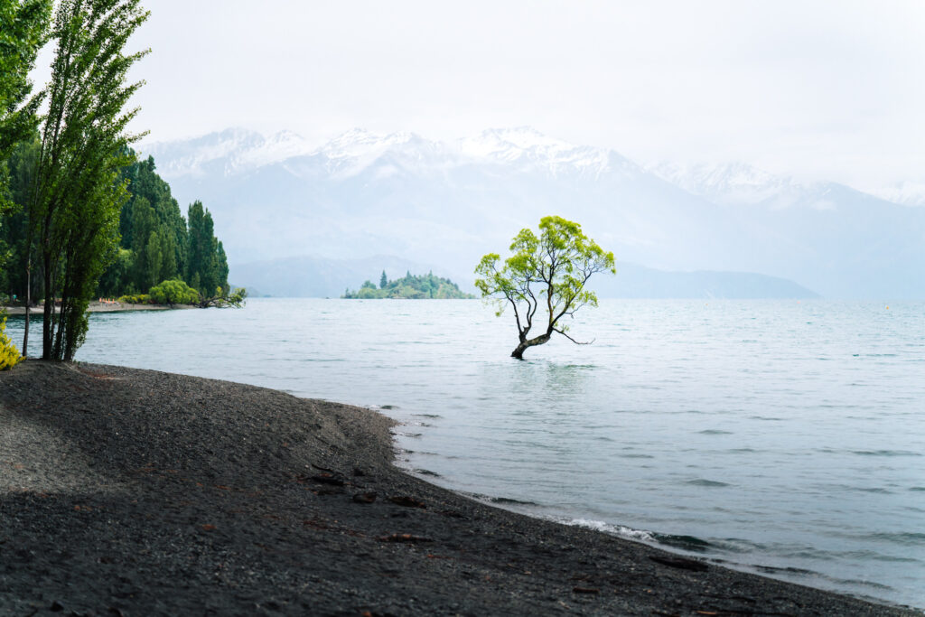 Wanaka Tree Nouvelle Zélande